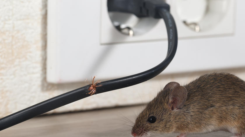 raton desinfestacion plagas espana