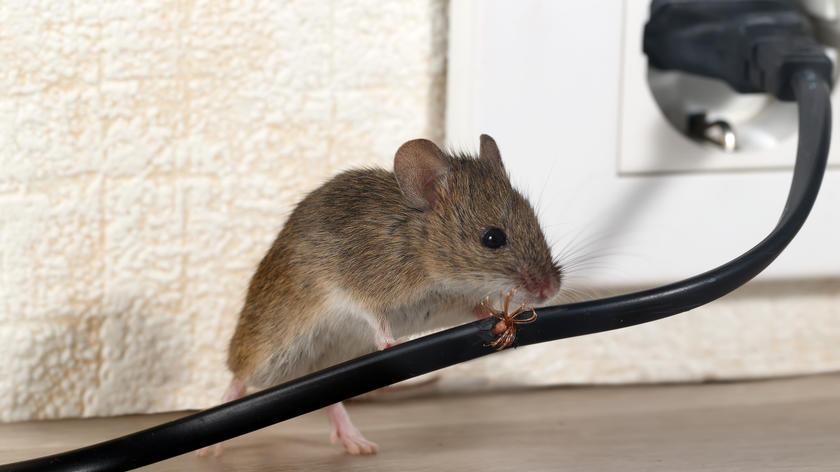 tratamiento para eliminar y evitar plagas de roedores