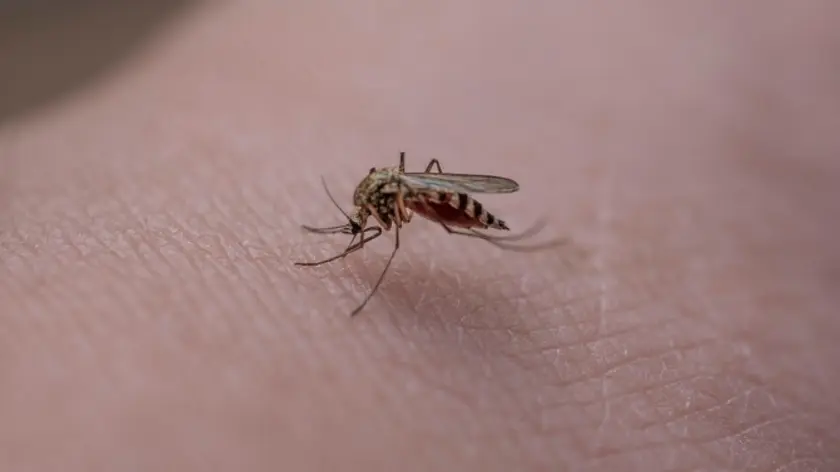 mosquito picando a una persona