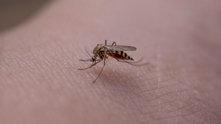 mosquito picando a una persona