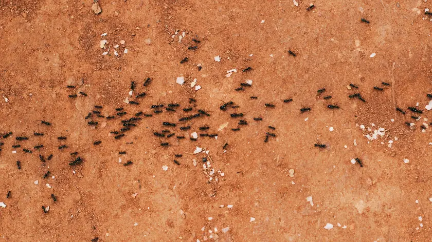 Plaga de hormigas, cómo eliminarla