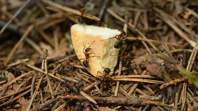 errores comunes al eliminar plagas