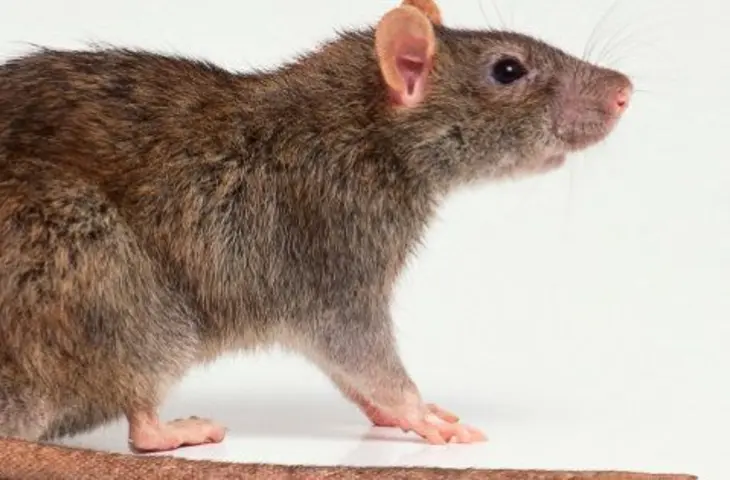 rat