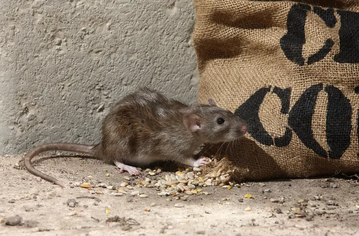 rat