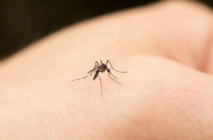 mosquitos