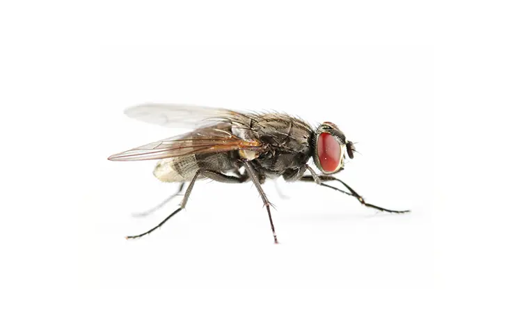 mosca