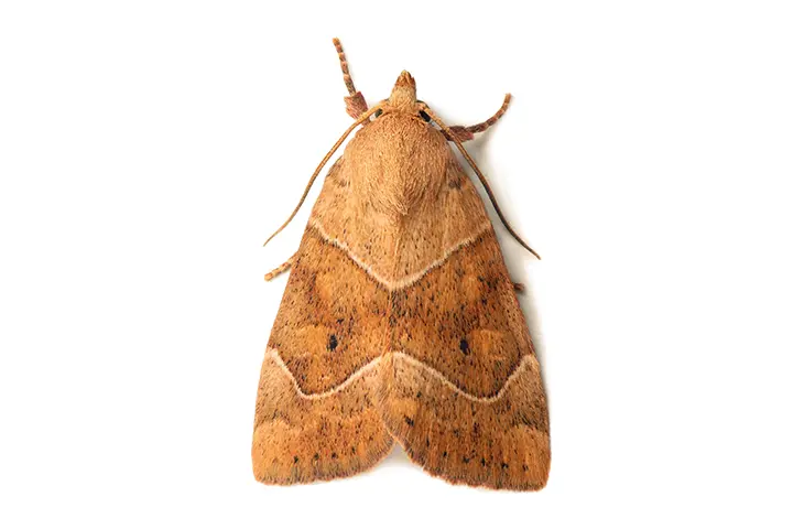 polilla de la ropa