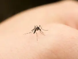 mosquitos