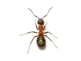 hormigas