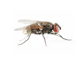 mosca