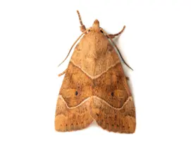 polilla de la ropa